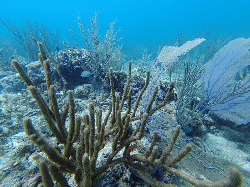 Jürgen De Saedeleer cenote diving