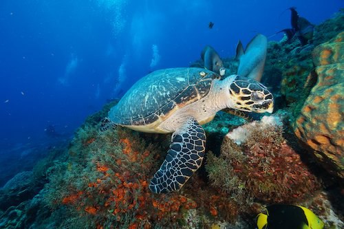 Scuba Dive Cancun