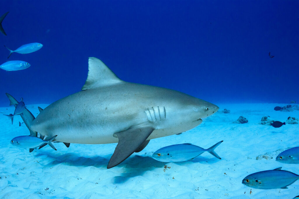 Bull shark swimming over the reef