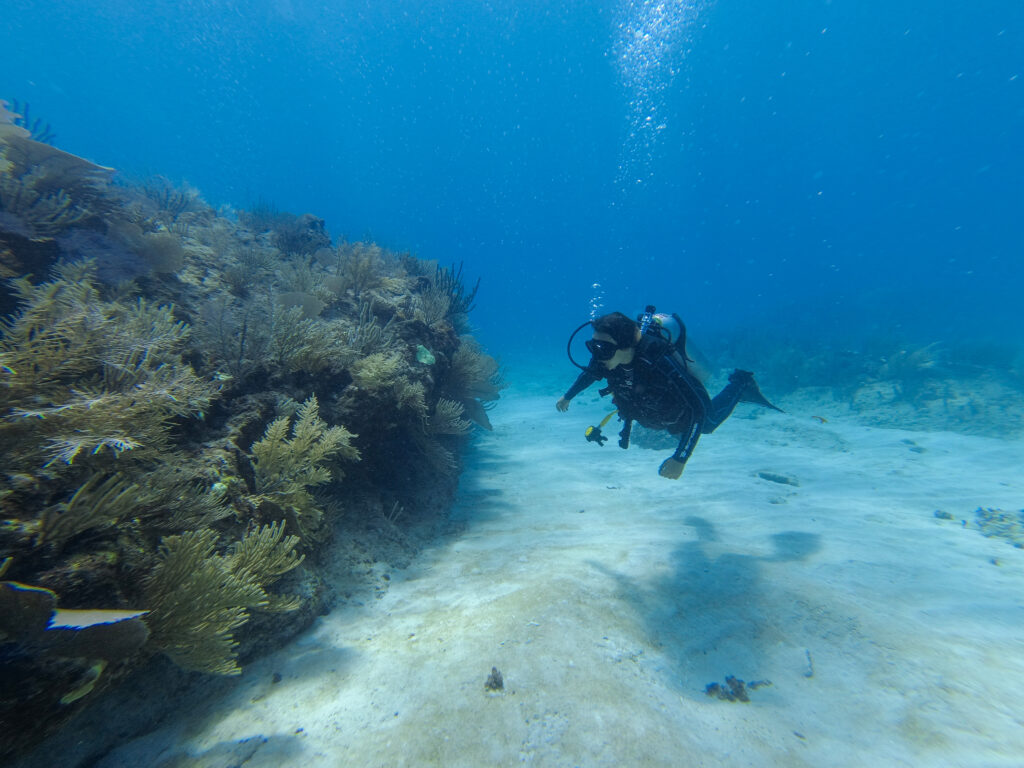 Open Water Diving Course