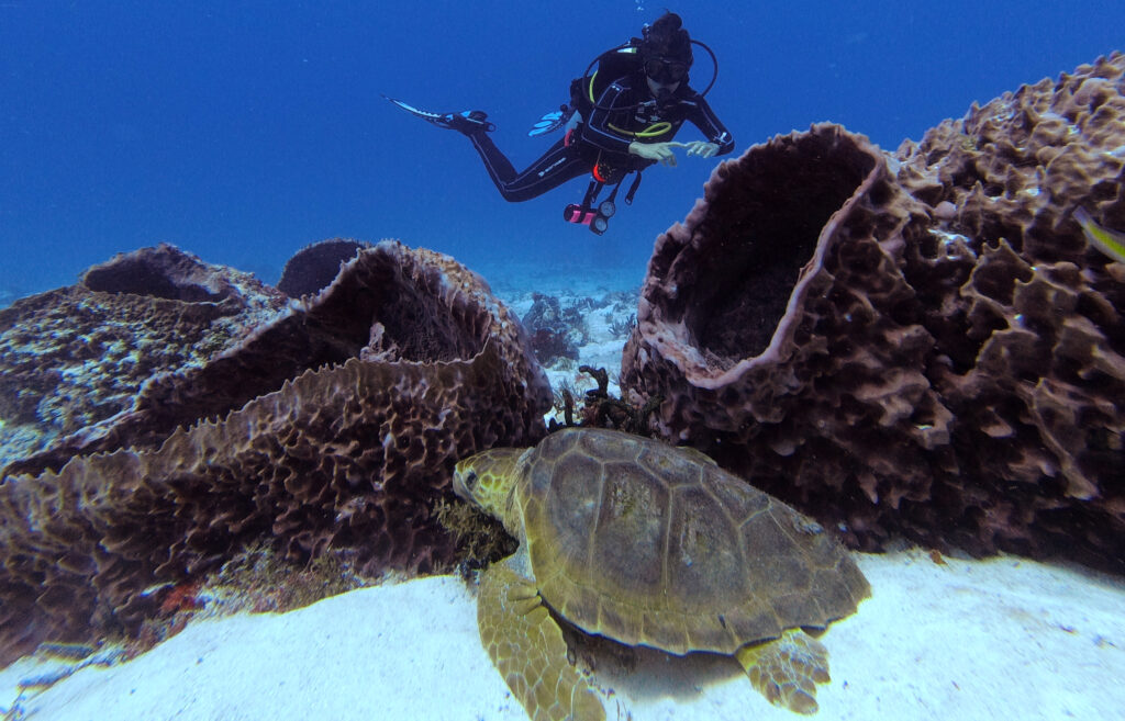 Diver watching a sea turtle between barrel sponges